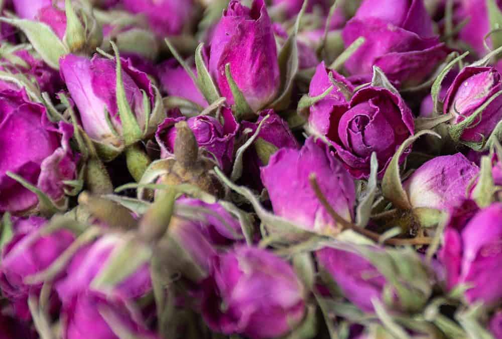 تصویر 3 از غنچه خوش عطر گل محمدی